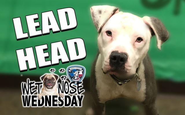 #WetNoseWednesday – Meet Beefcake Lead Head