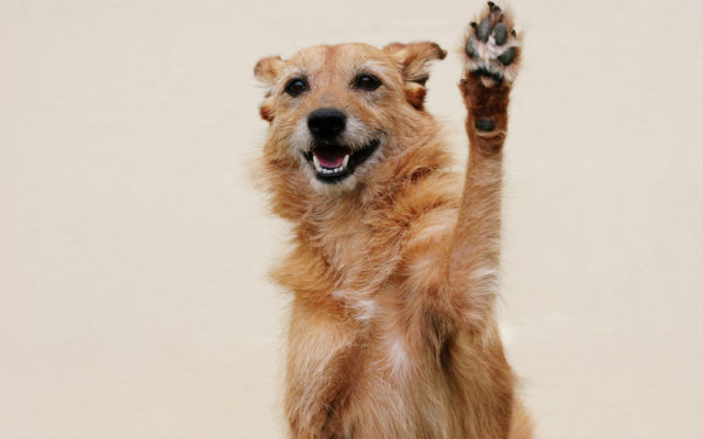 dog waving paw