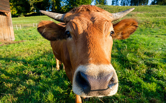 Put A Mask On Your Cows, It Saves The Environment