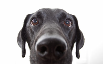 black dog face close up
